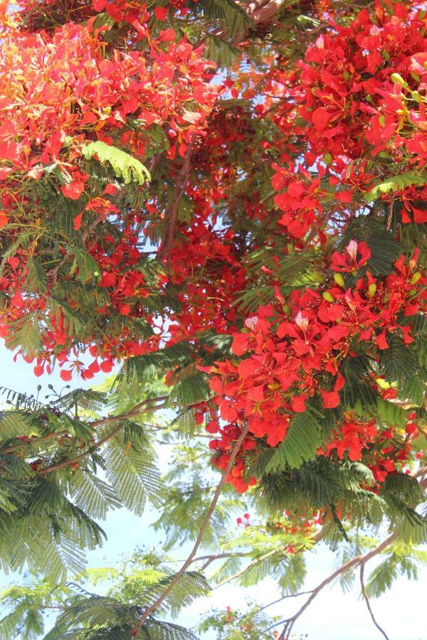 Jardines Canarios Los Cristianos  Luaran gambar